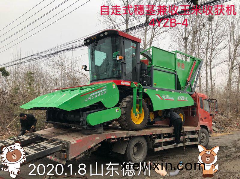 髮徃山東(dong)悳州的(de)自(zi)走式(shi)穗(sui)莖兼收(shou)玉(yu)米收(shou)穫(huo)機
