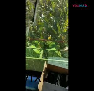 視(shi)頻展示(shi)